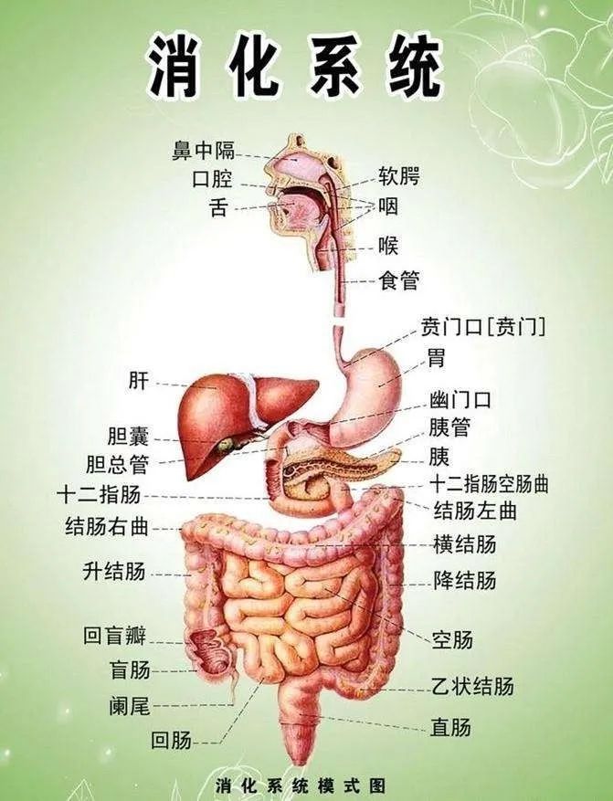 健身气功六字诀教学_健身气功口诀_健身气功口令